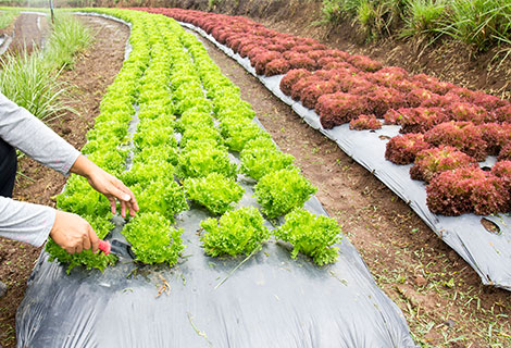 Agricultural Films