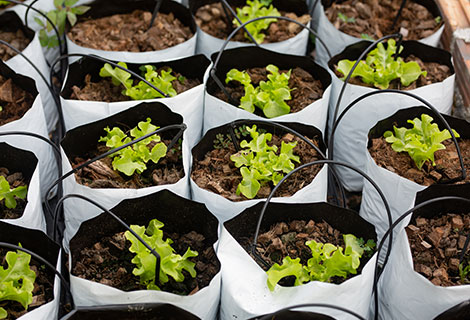 Agricultural Packaging