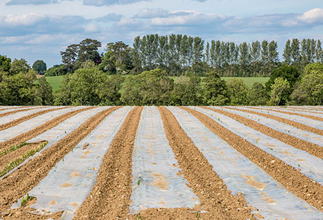 Compostable Agricultural Films