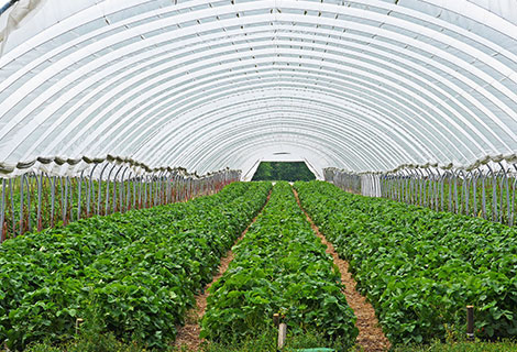 Agricultural Films