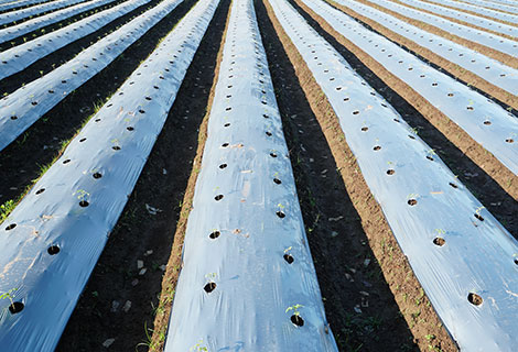 Biodegradable Film