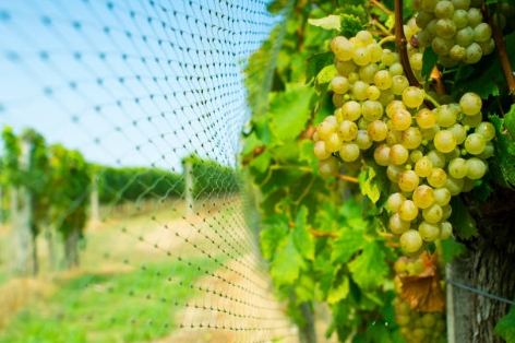 Agricultural Netting