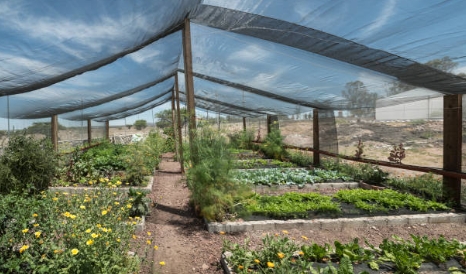 Agricultural Netting