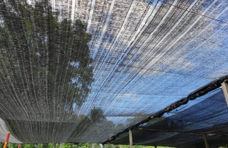 Agricultural Netting
