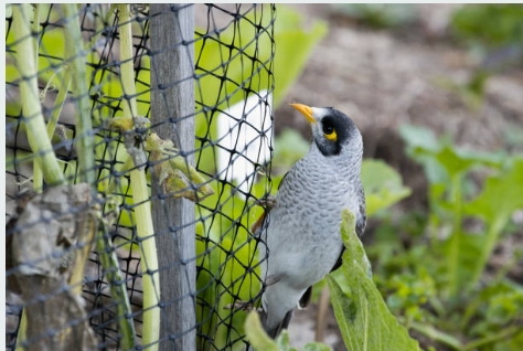 Agricultural Netting